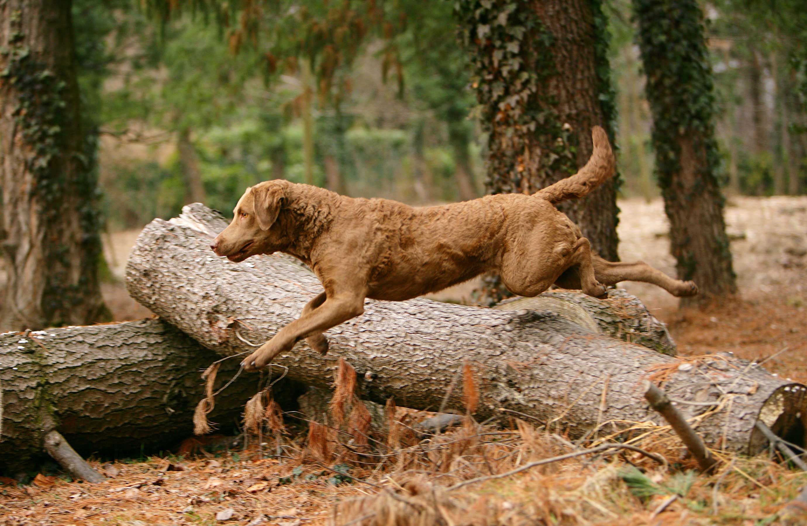 The Chesapeake Bay Retriever Story